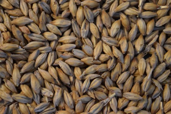 50# Bag of Pilsner Malt